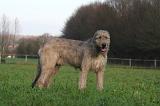 IRISH WOLFHOUND 222